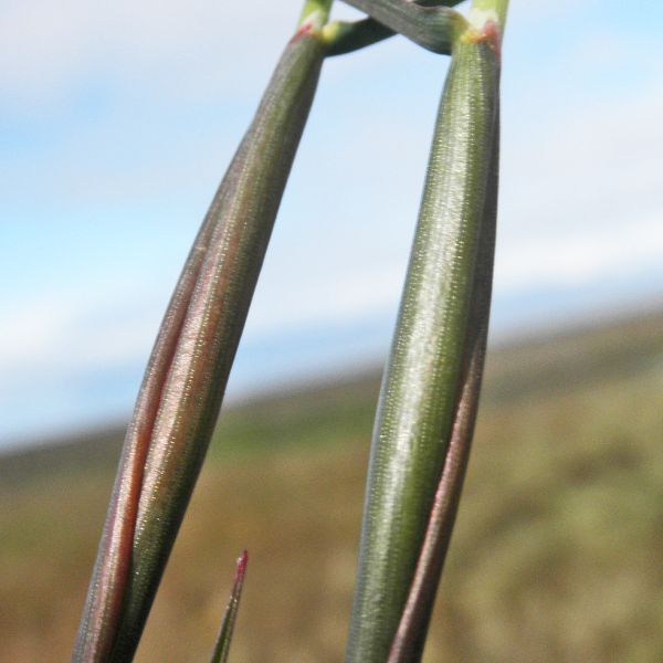 Alopecurus ovatus Svalbard Longyearbyen 2014 6 A.Elven a